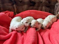 Lola, Lea, Livia i Lily - 2 tygodnie